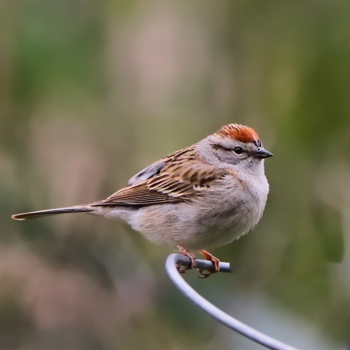 Chipping Sparrow - Amit Kulkarni