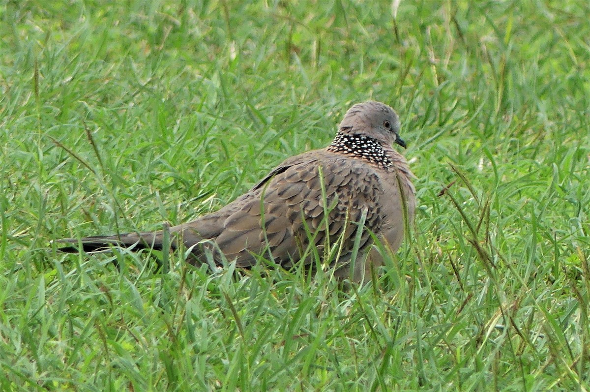 Spotted Dove - ML448185321
