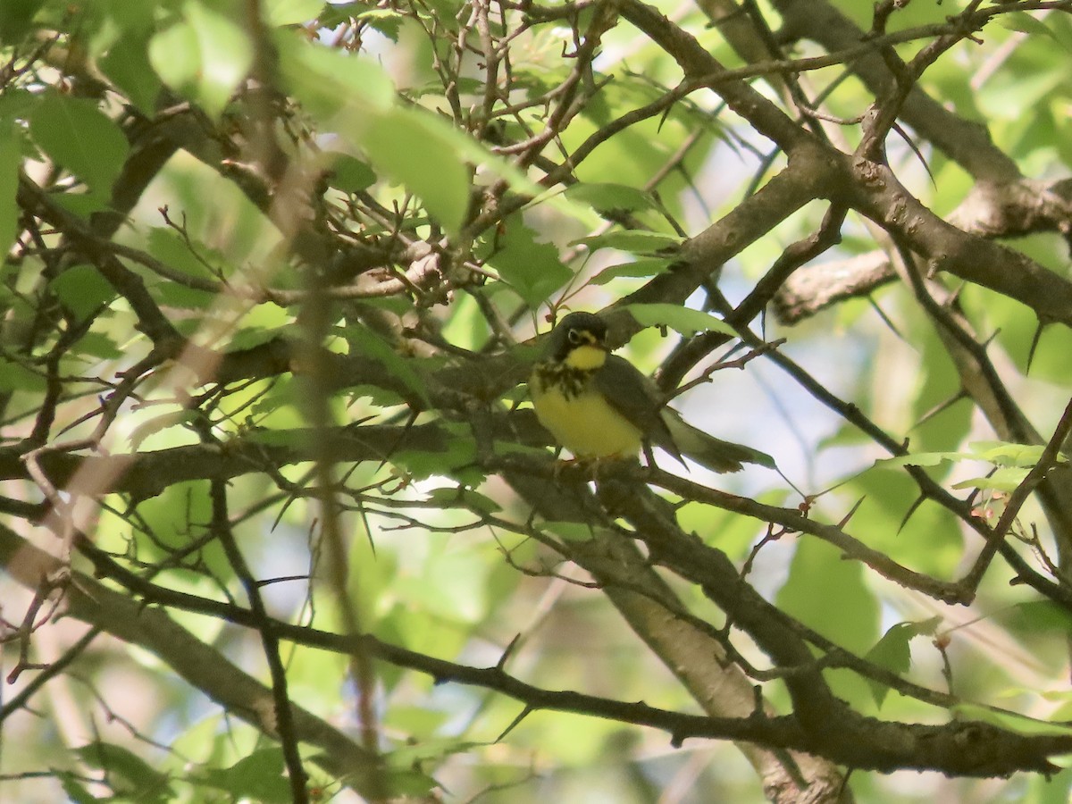 Paruline du Canada - ML448185601