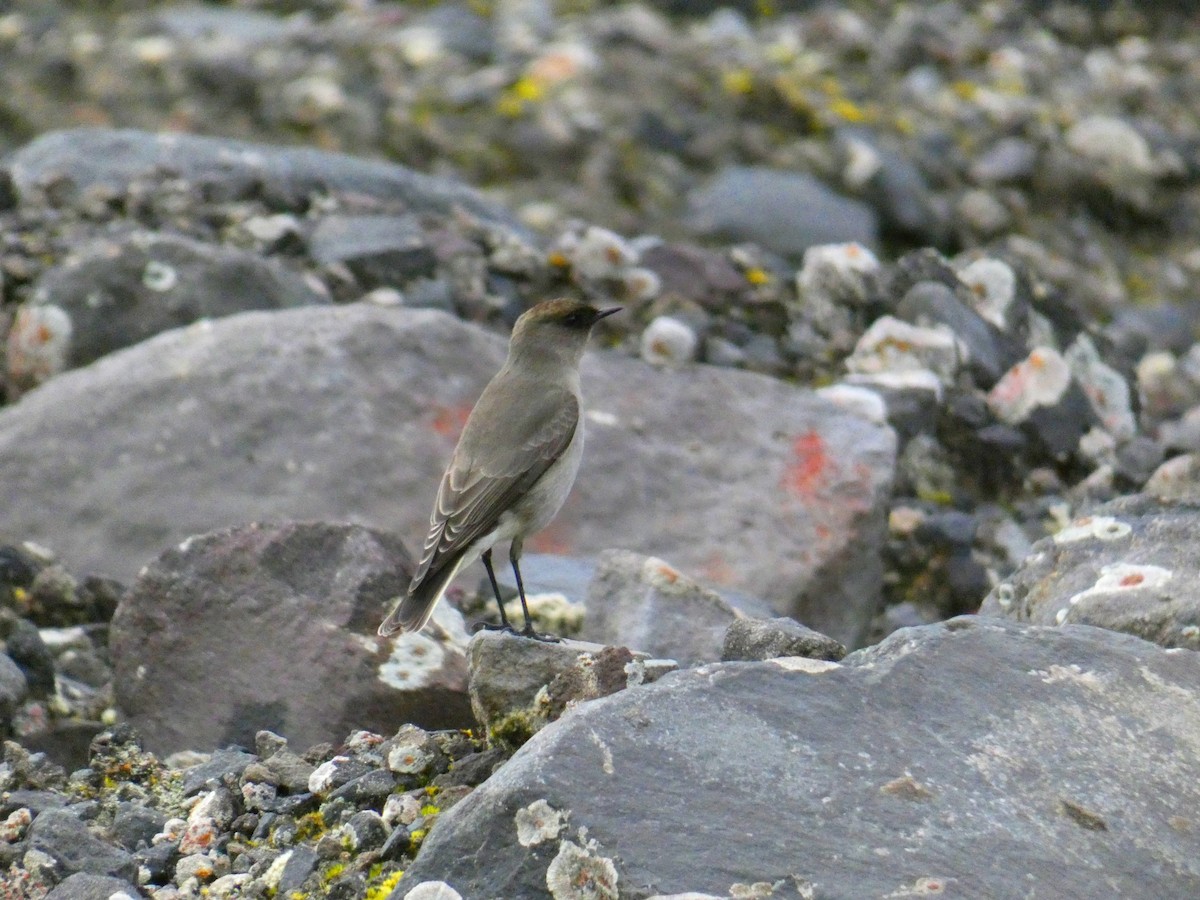 Dark-faced Ground-Tyrant - ML448185761