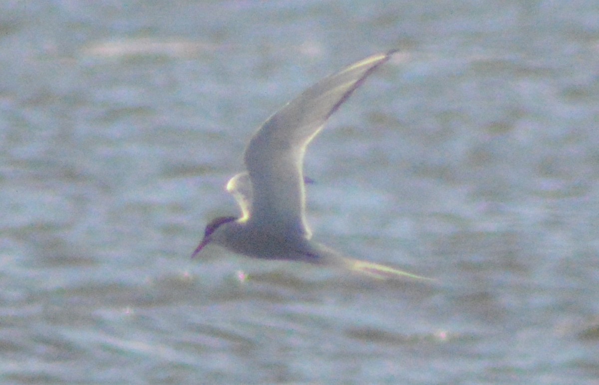 Arctic Tern - John Mitchell