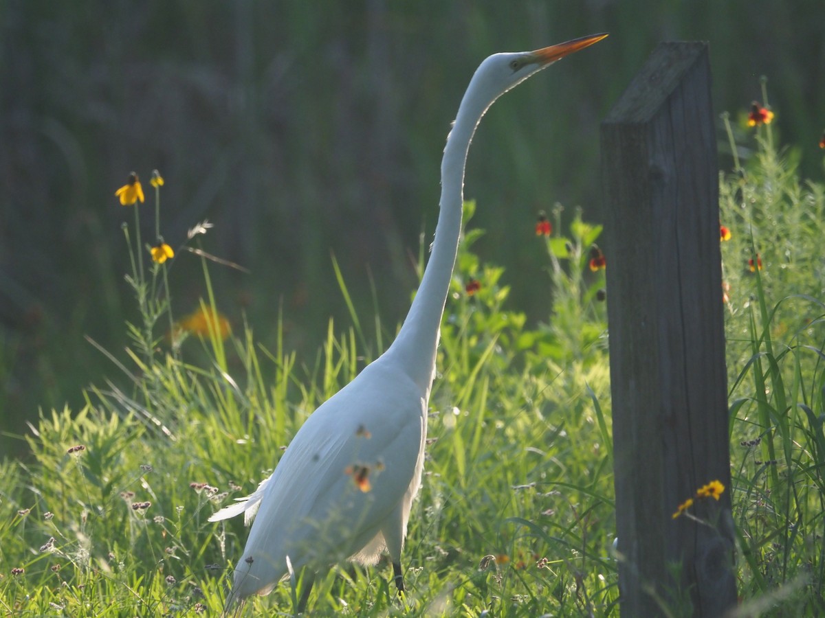 Great Egret - ML448187631