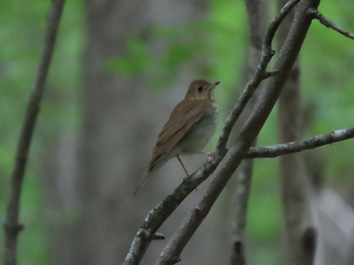 Veery - ML448188201