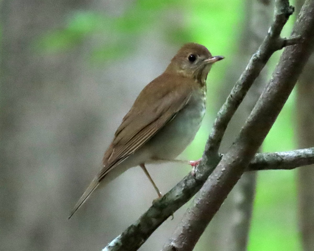 Veery - ML448188271