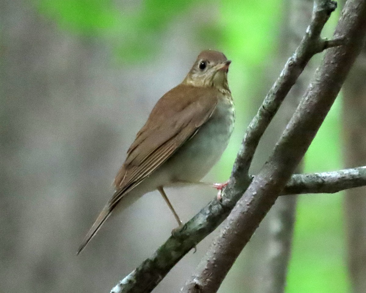 Veery - ML448188281