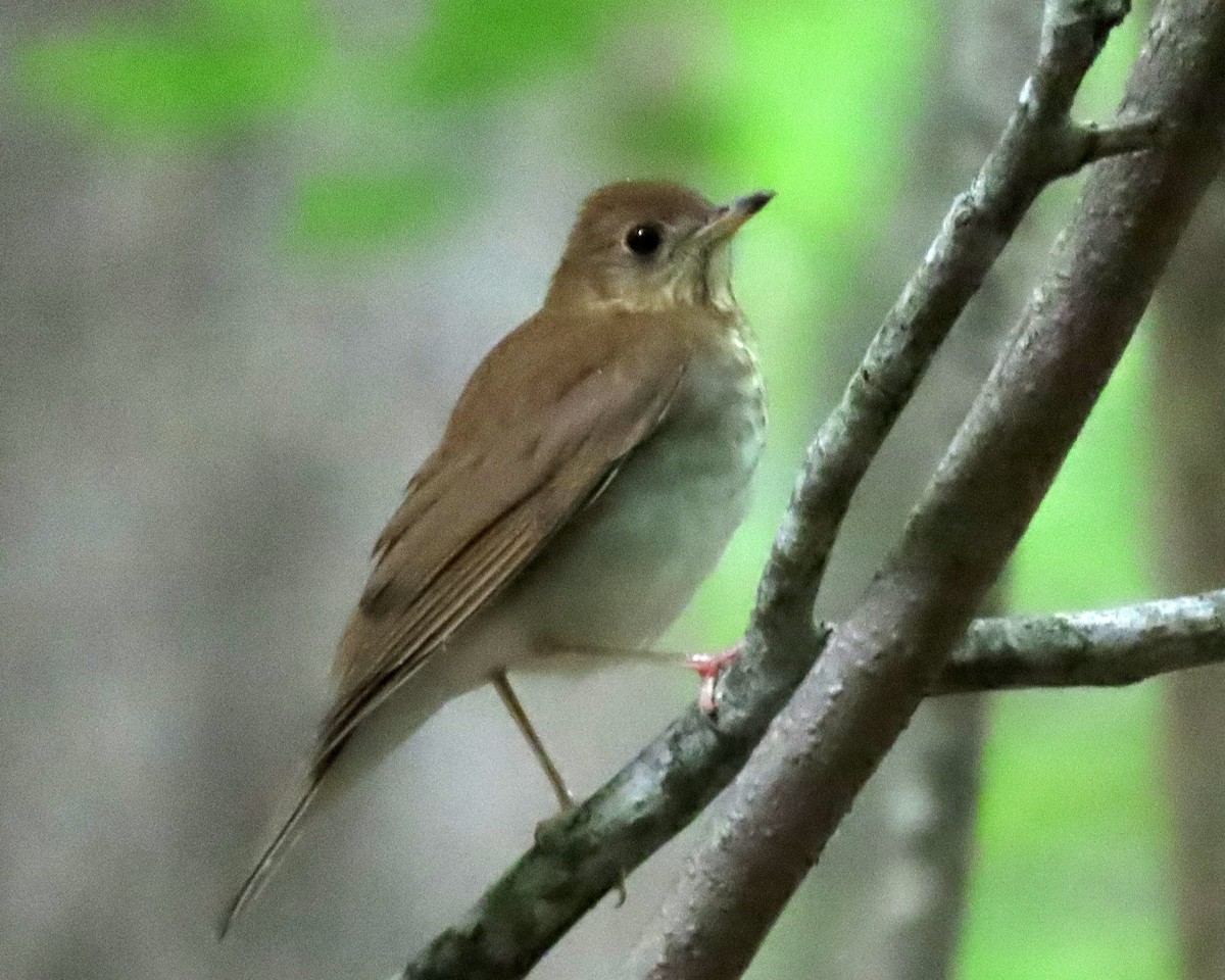 Veery - ML448188291