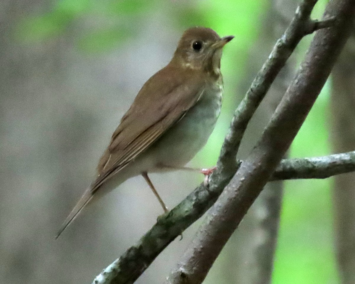 Veery - ML448188351