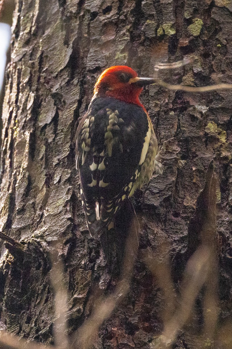 Red-breasted Sapsucker - ML448188521