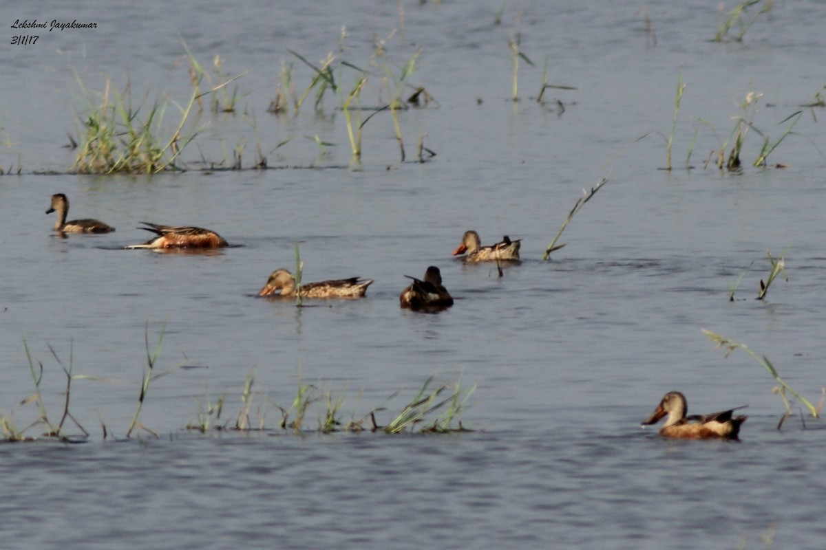 Northern Shoveler - ML44818881