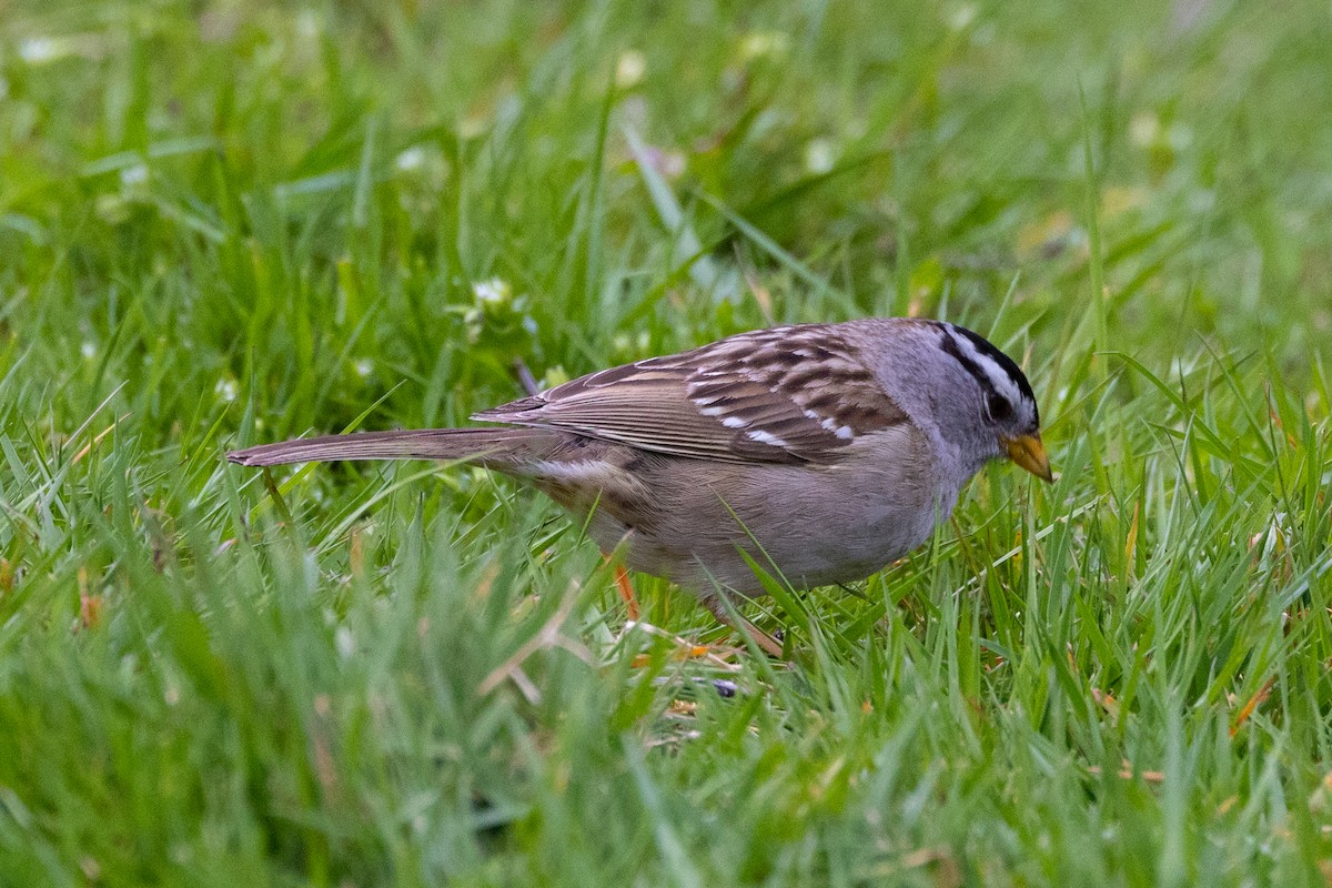 White-crowned Sparrow - ML448189531