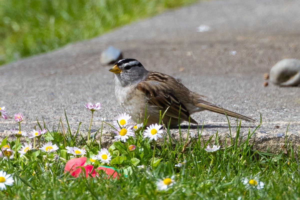 White-crowned Sparrow - ML448189541