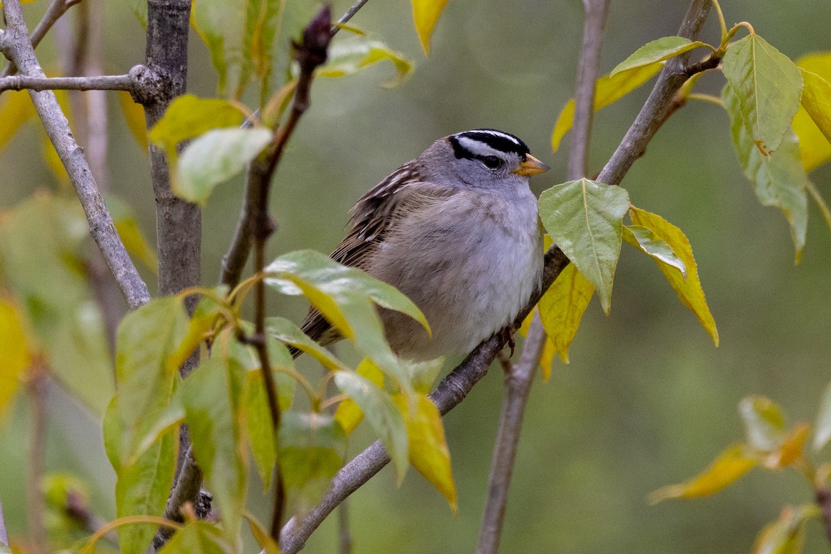 White-crowned Sparrow - ML448189551