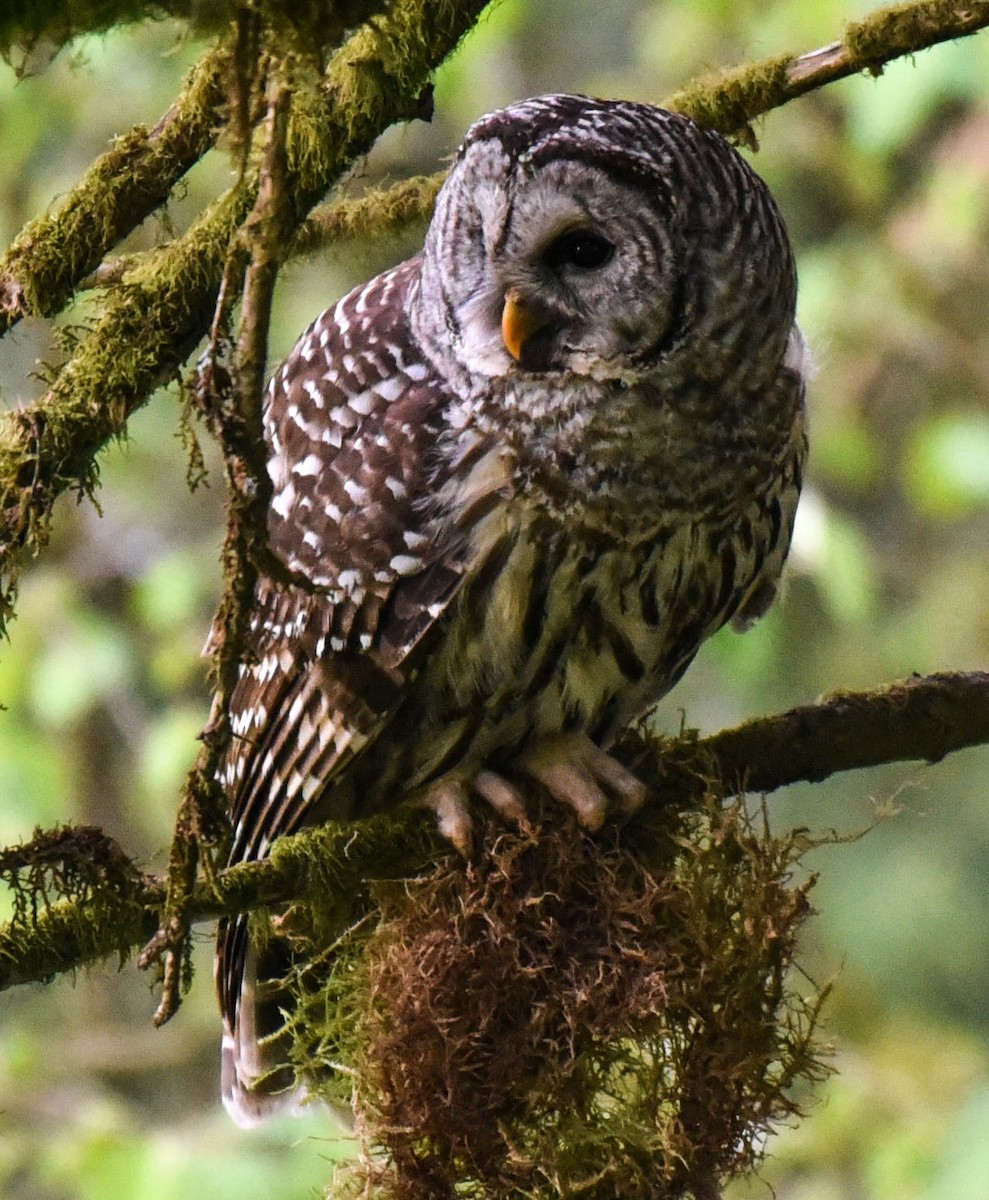 Barred Owl - ML448189841