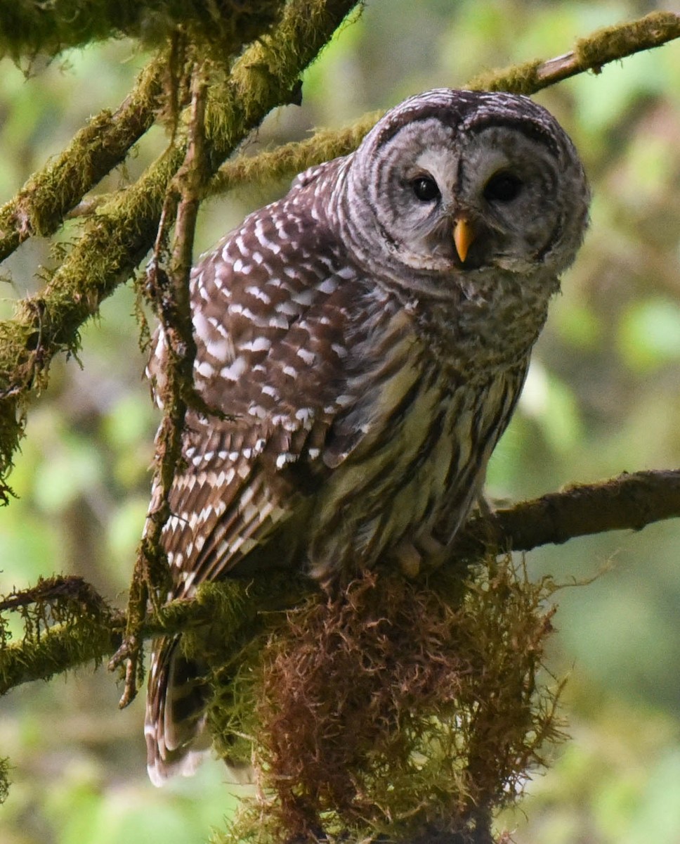 Barred Owl - ML448189901
