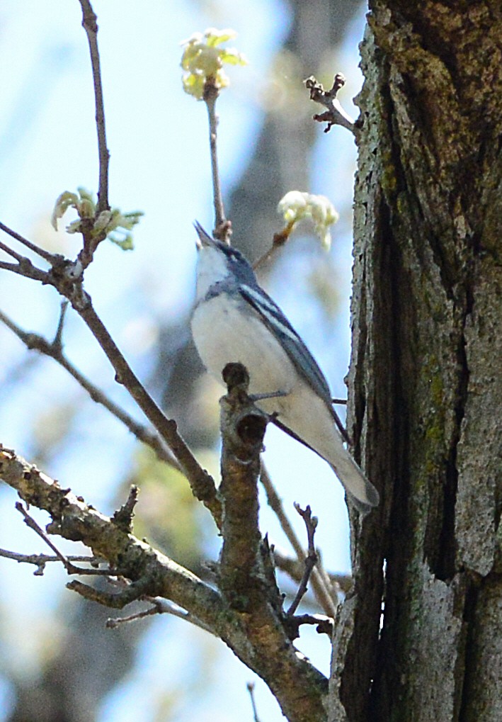 Cerulean Warbler x Northern Parula (hybrid) - ML448190901
