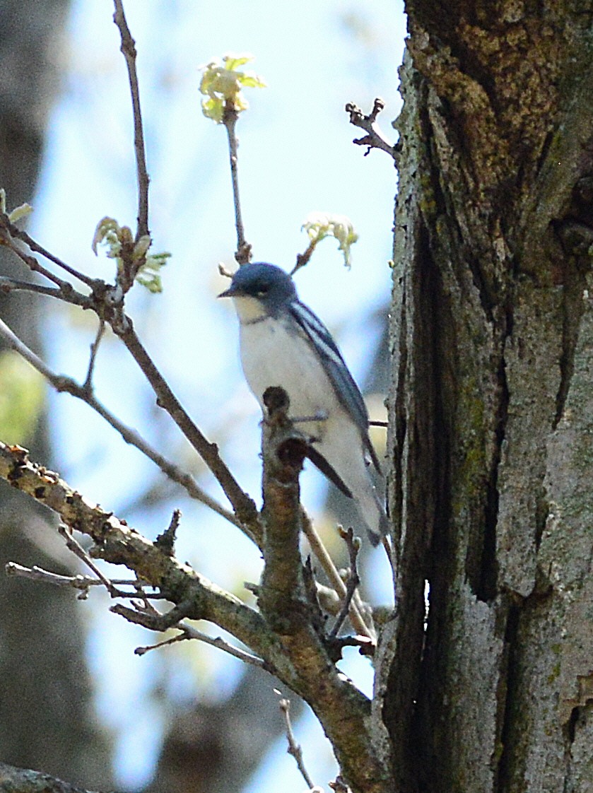 Cerulean Warbler x Northern Parula (hybrid) - ML448190961
