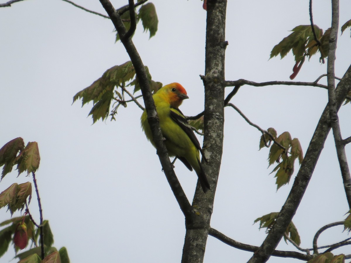 Western Tanager - ML448191181