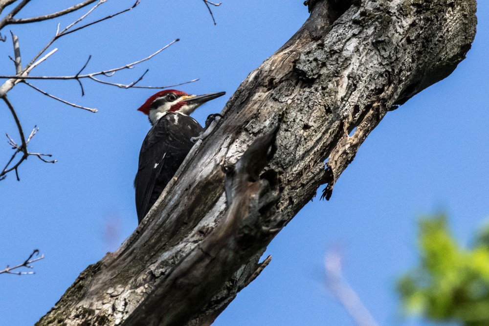 Pileated Woodpecker - ML448191211