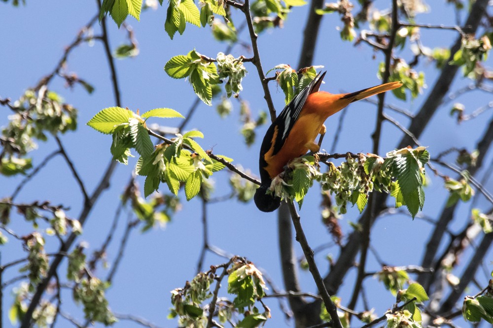 Baltimore Oriole - ML448191821