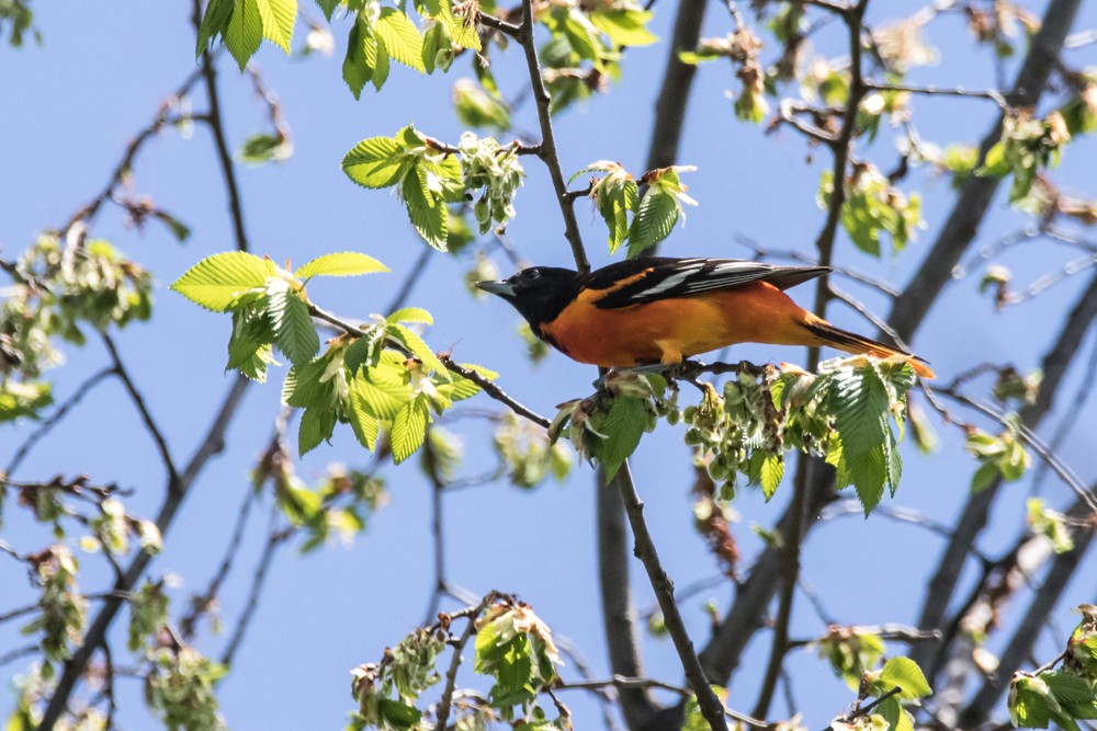 Turpial de Baltimore - ML448191891