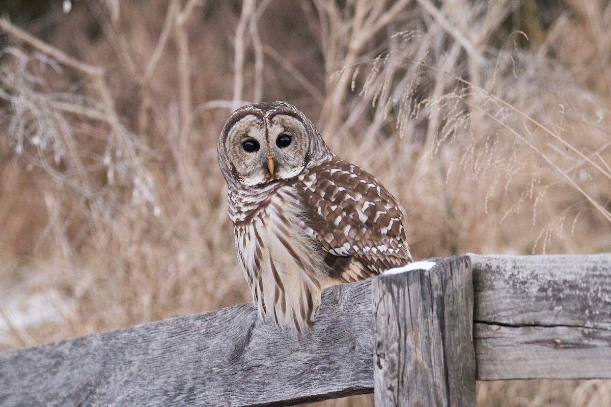 Barred Owl - Scott Young