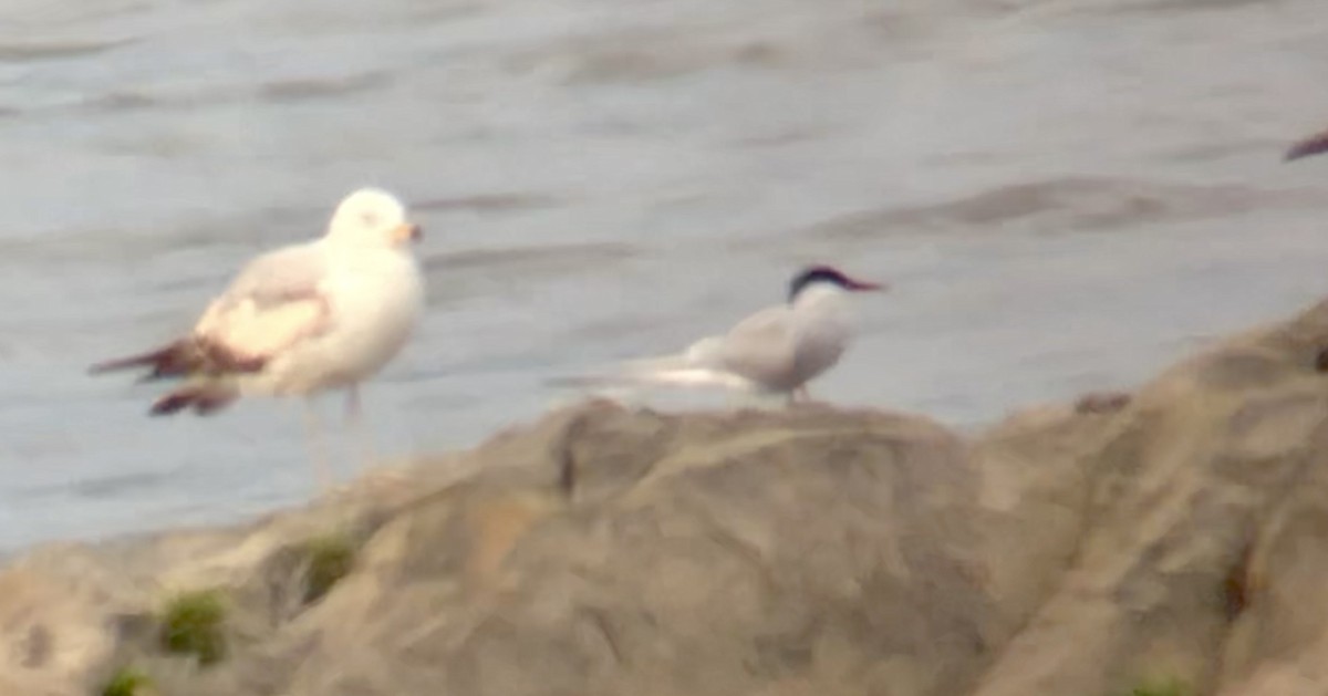 Arctic Tern - ML448193441