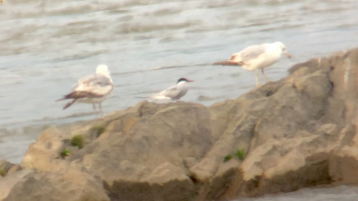 Arctic Tern - ML448193451