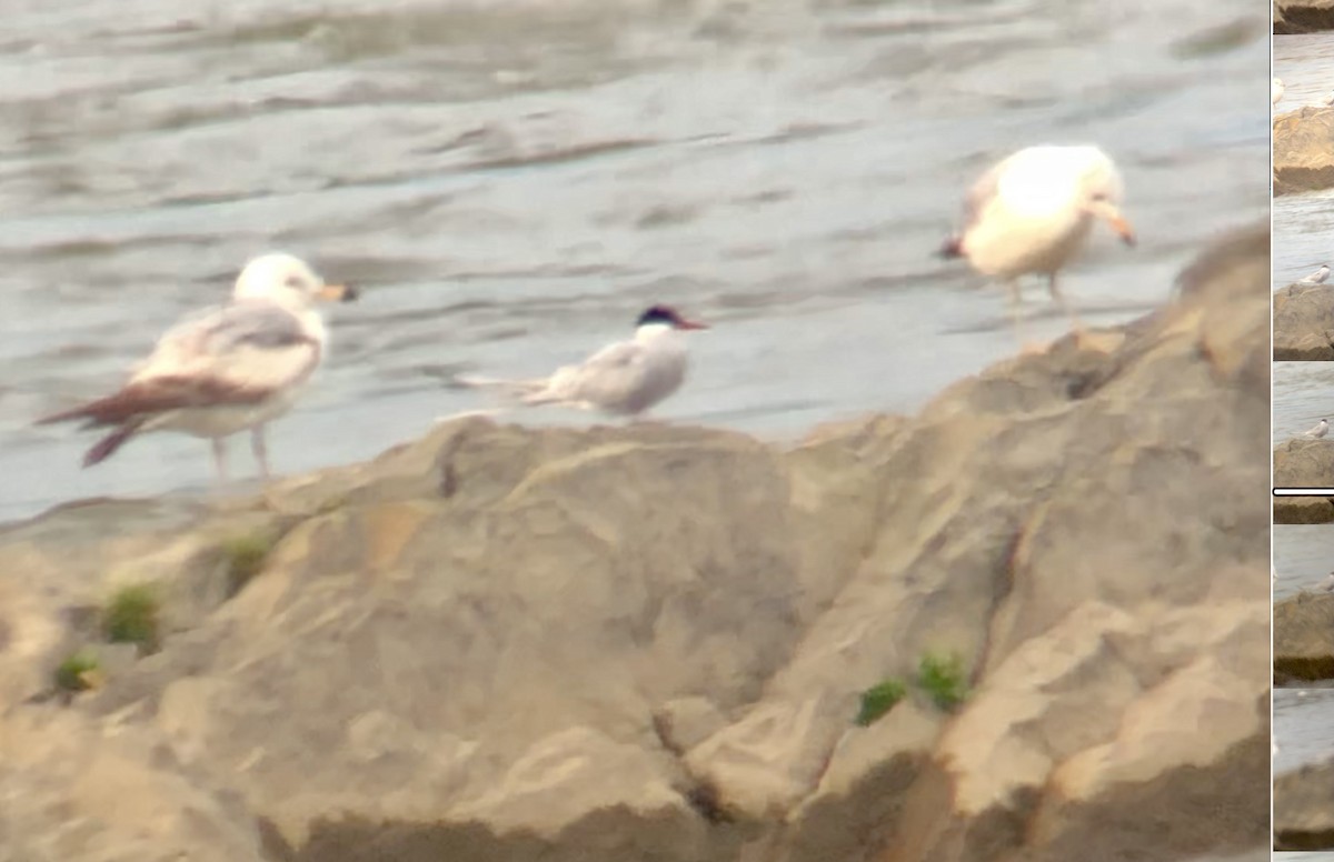 Arctic Tern - ML448193481