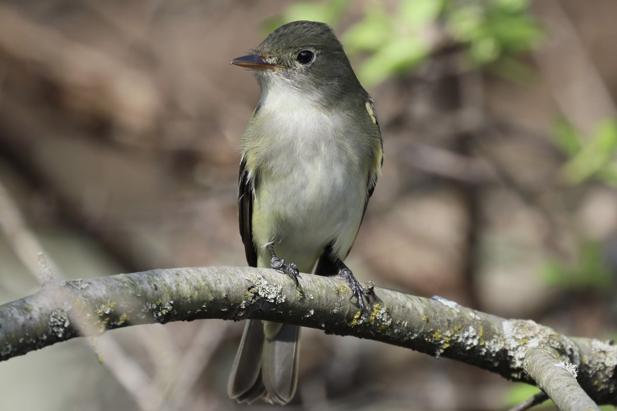 Alder Flycatcher - ML448193541