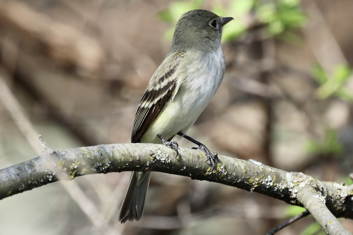 Alder Flycatcher - Ira Blau