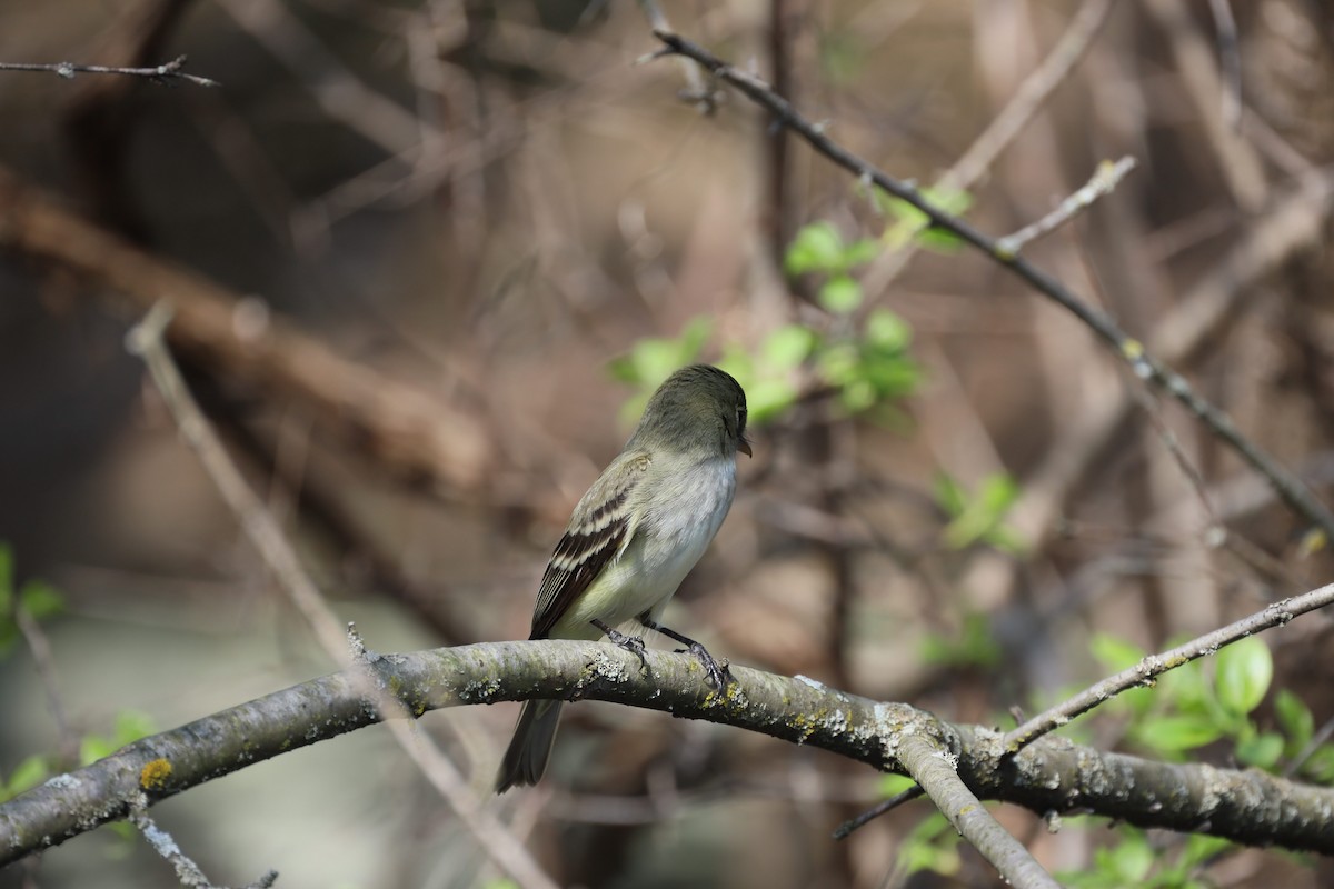 Alder Flycatcher - ML448193611