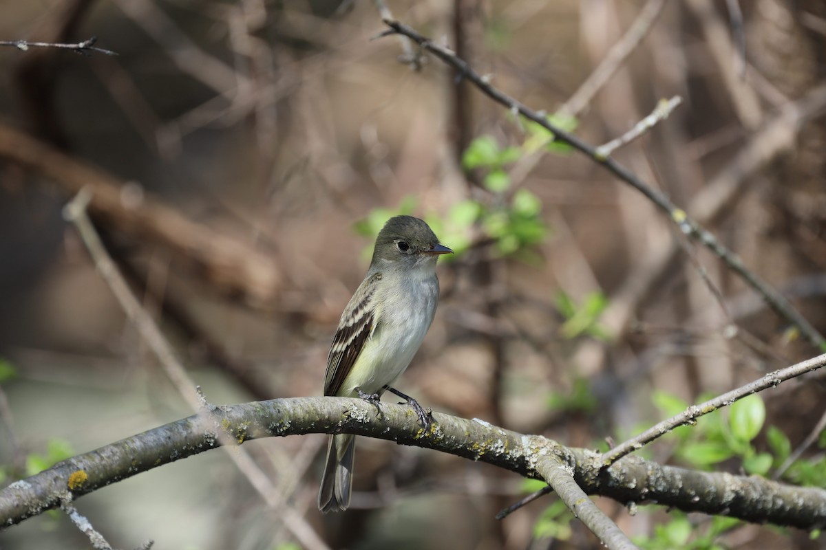 Alder Flycatcher - ML448193641