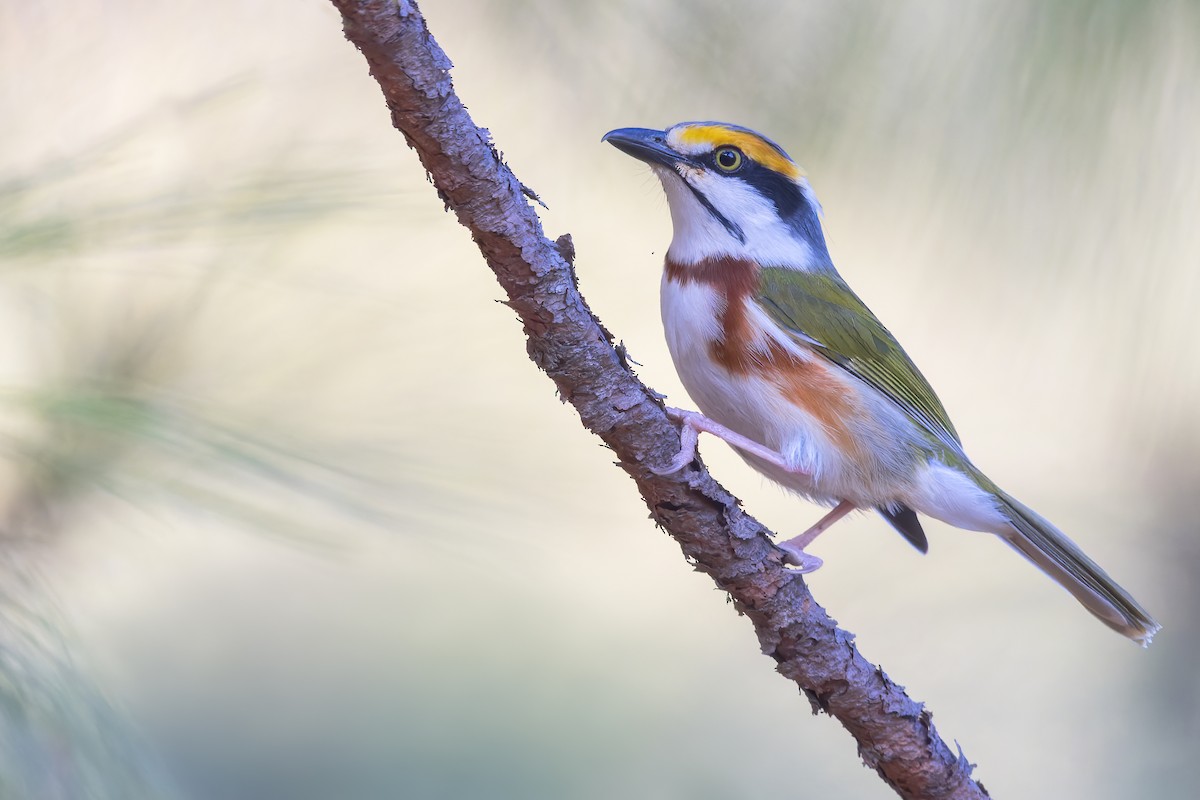 Chestnut-sided Shrike-Vireo - Dubi Shapiro