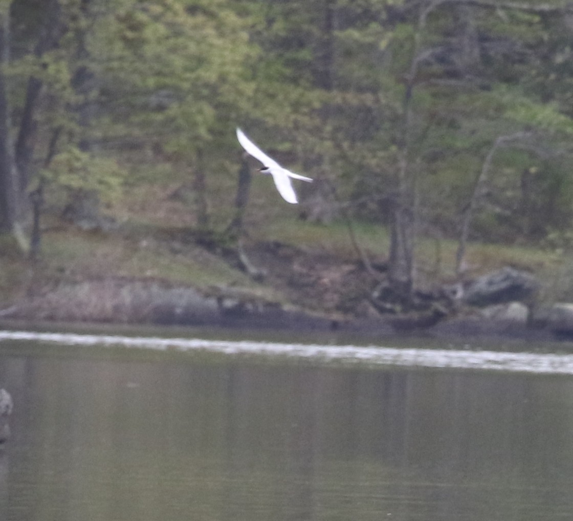 Arctic Tern - ML448202521