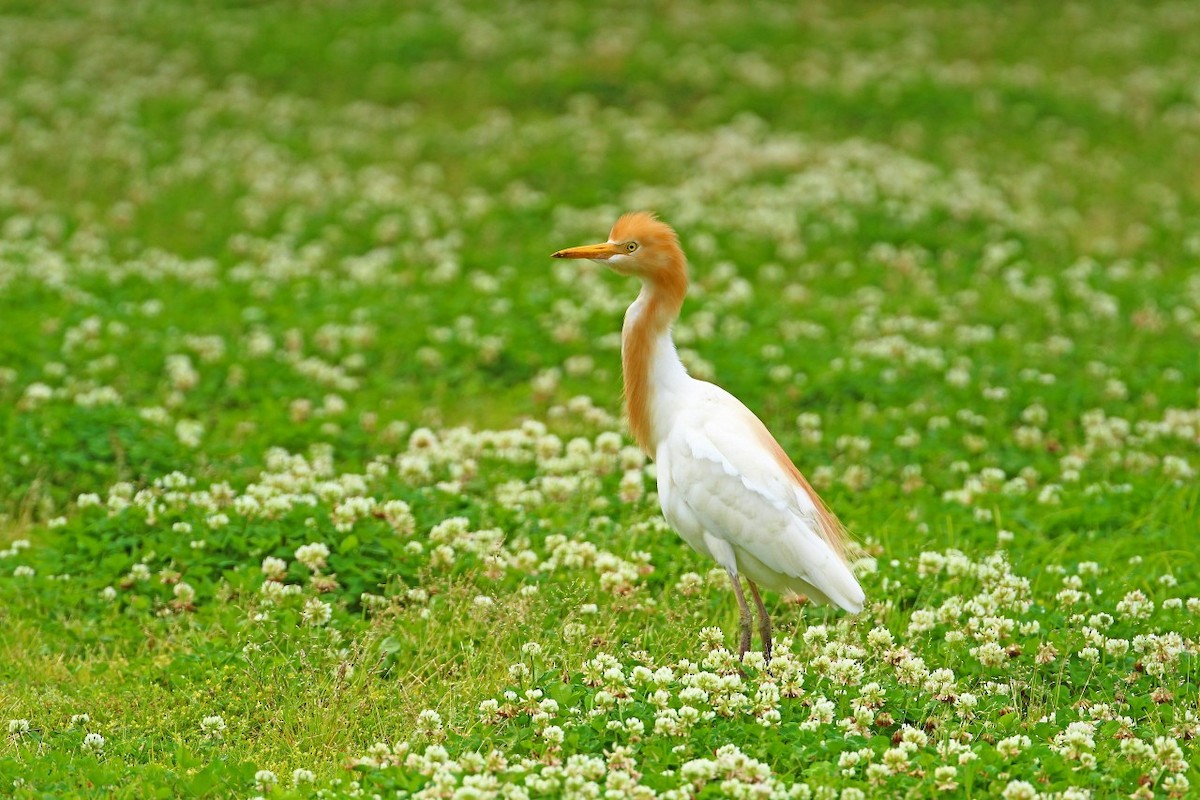 Eastern Cattle Egret - 中込 哲