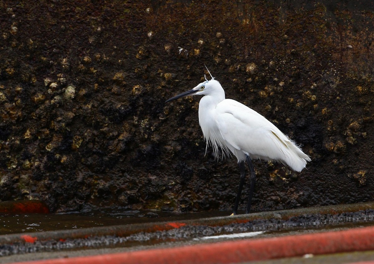 Little Egret - 中込 哲