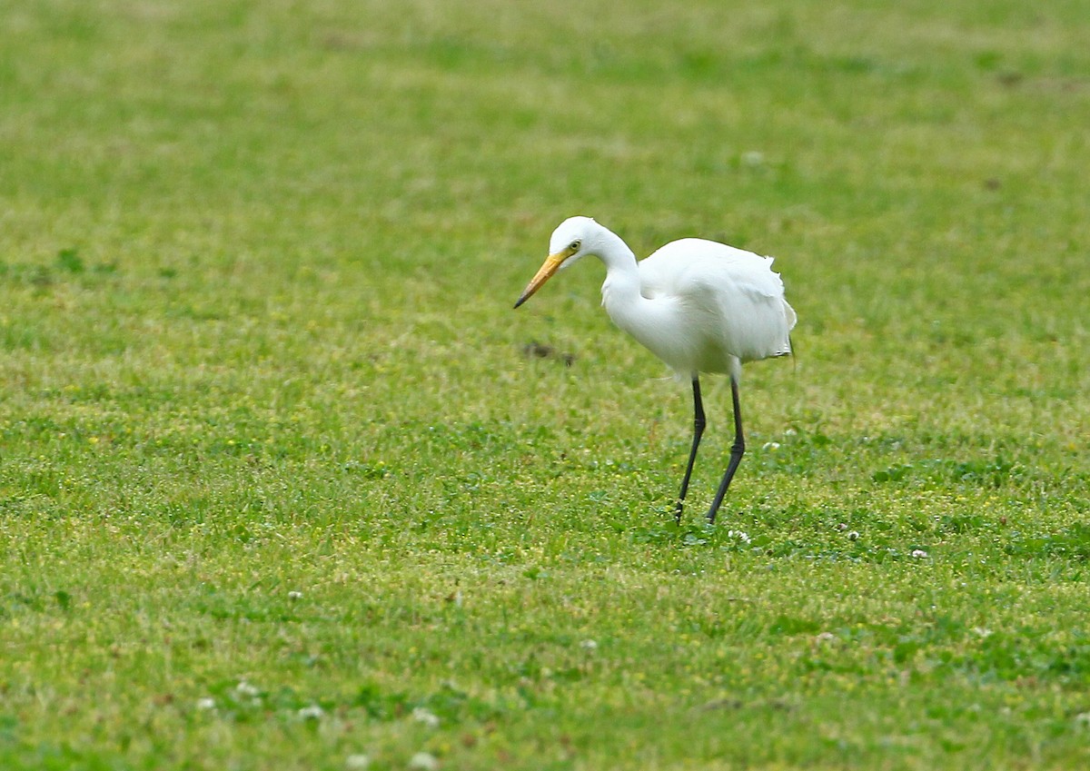 Medium Egret - 中込 哲