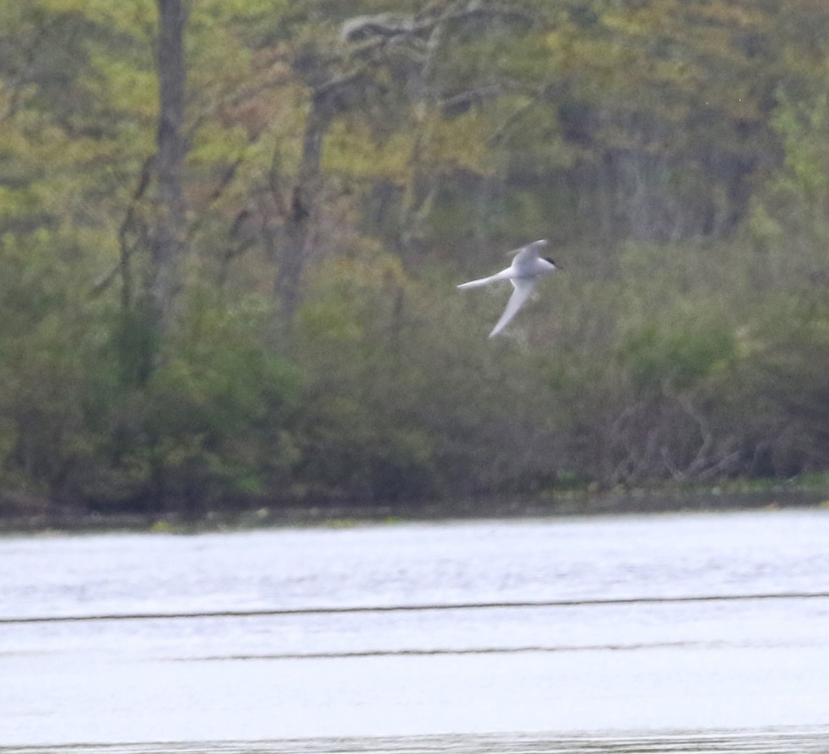 Arctic Tern - ML448204151