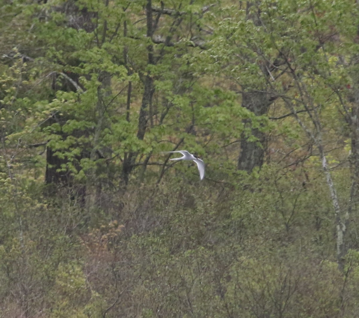 Arctic Tern - ML448205021