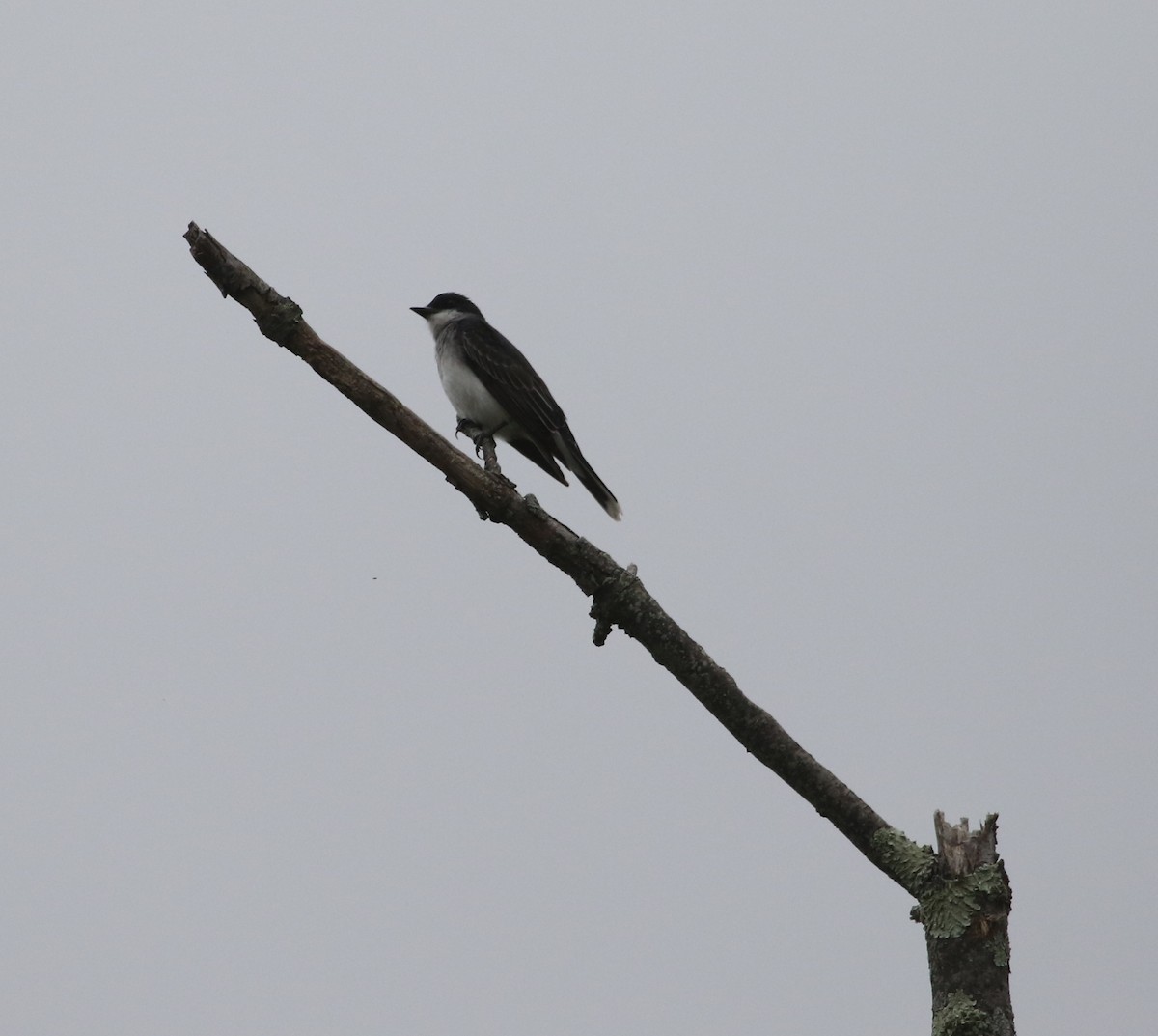 Eastern Kingbird - ML448206951