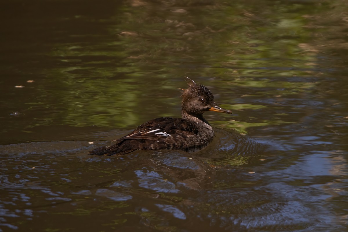 Hooded Merganser - ML448208021