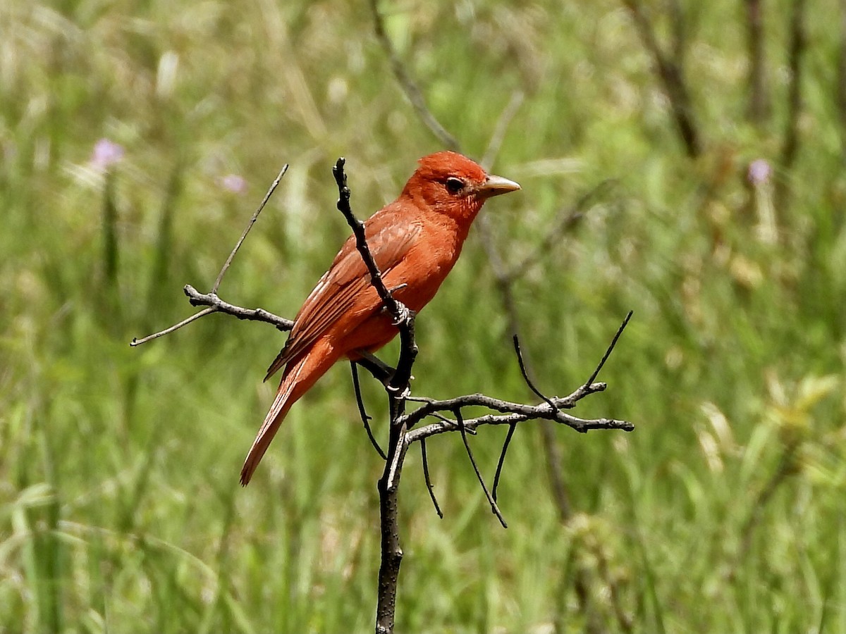 Summer Tanager - ML448209801