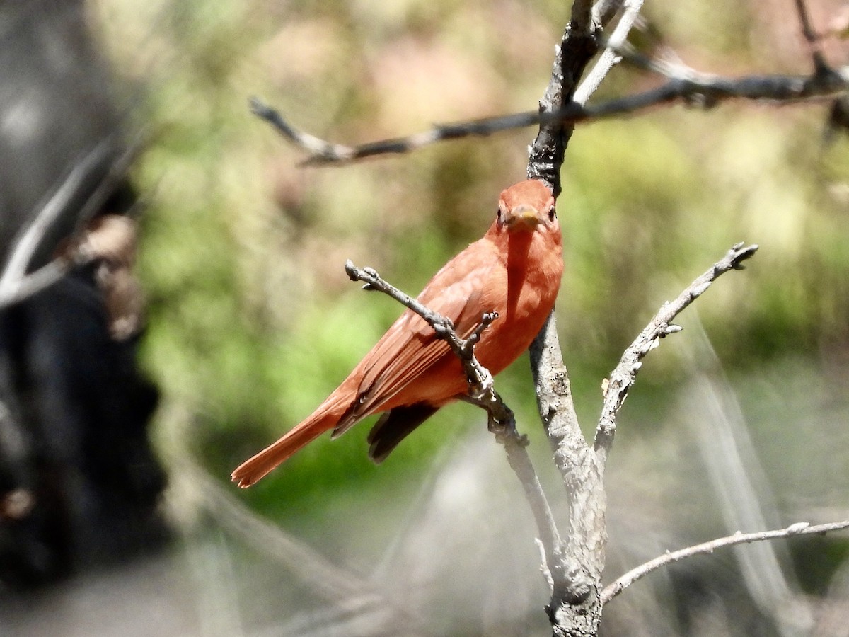 Summer Tanager - ML448209821