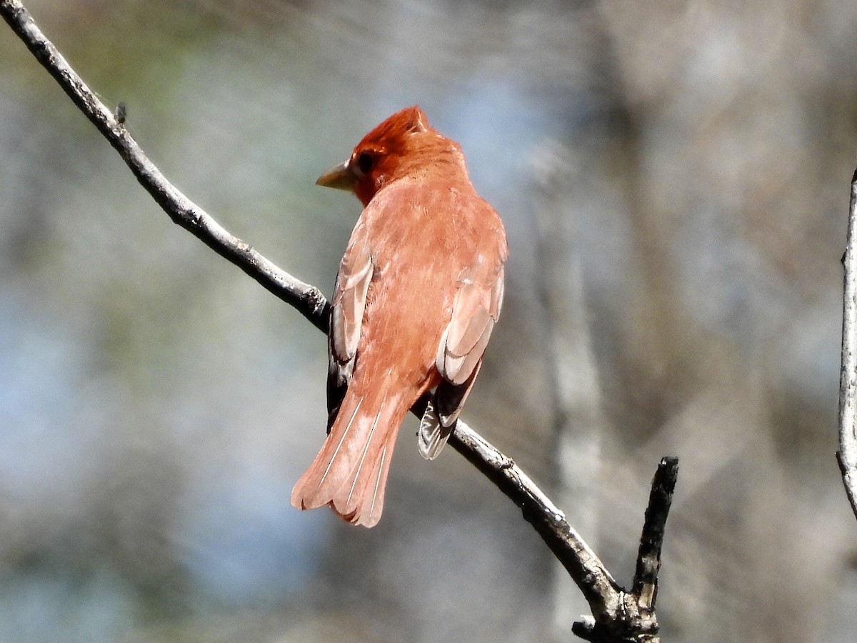 Summer Tanager - ML448209841