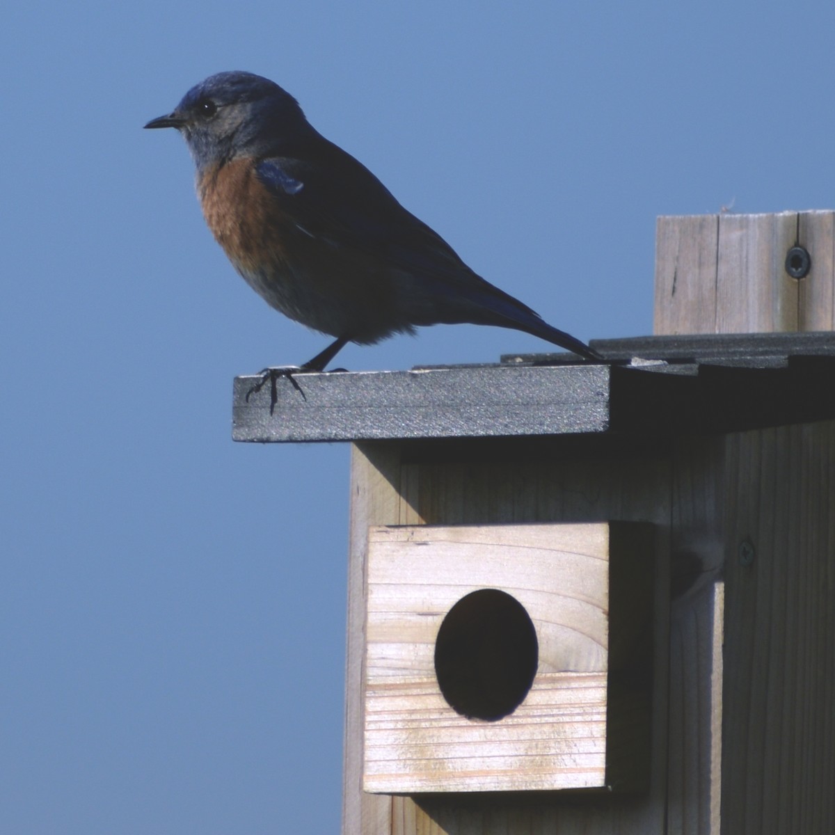 Western Bluebird - ML448210461