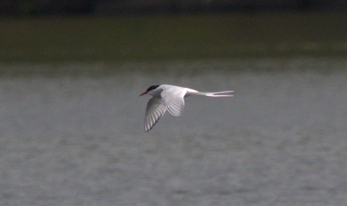 Arctic Tern - ML448211241