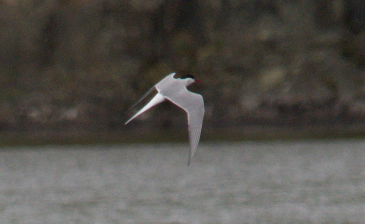 Arctic Tern - ML448211281