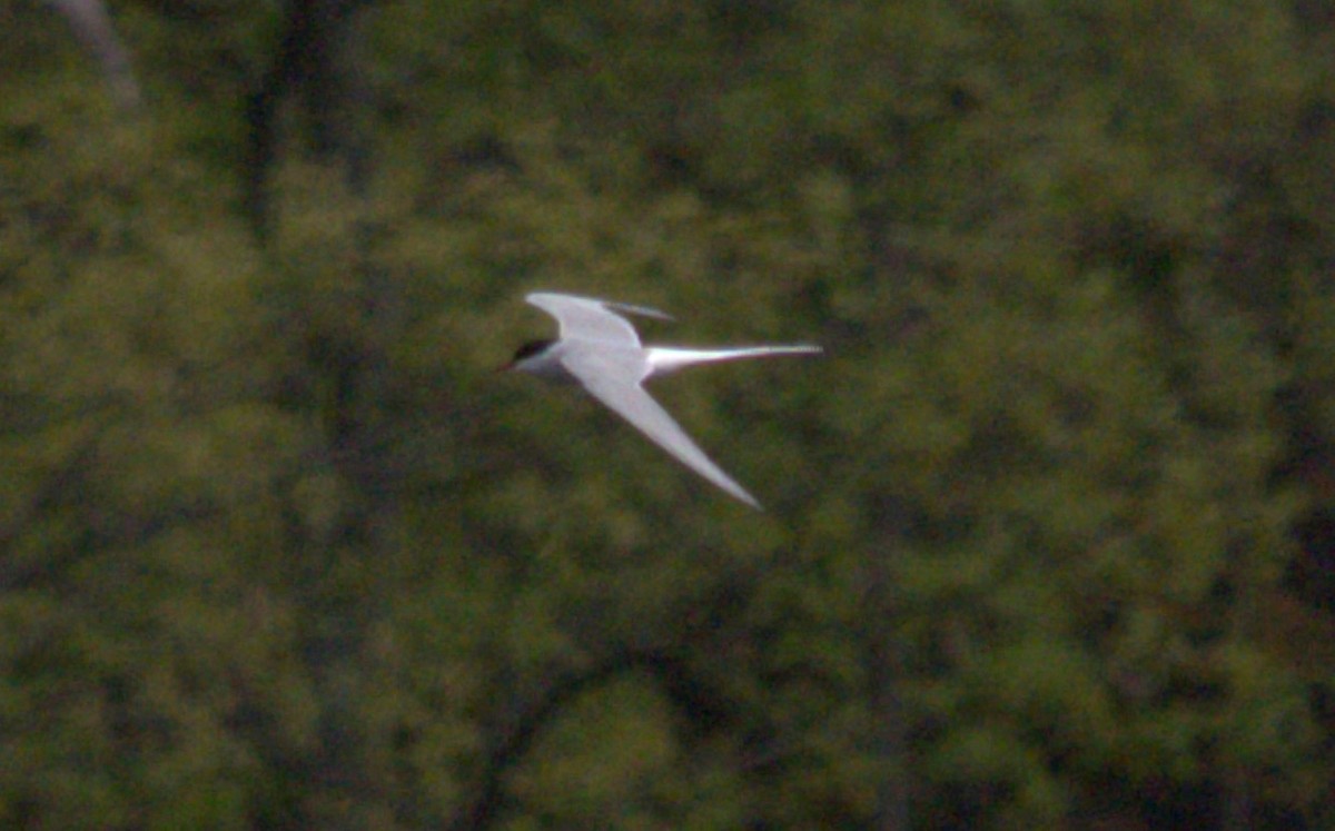 Arctic Tern - ML448211321