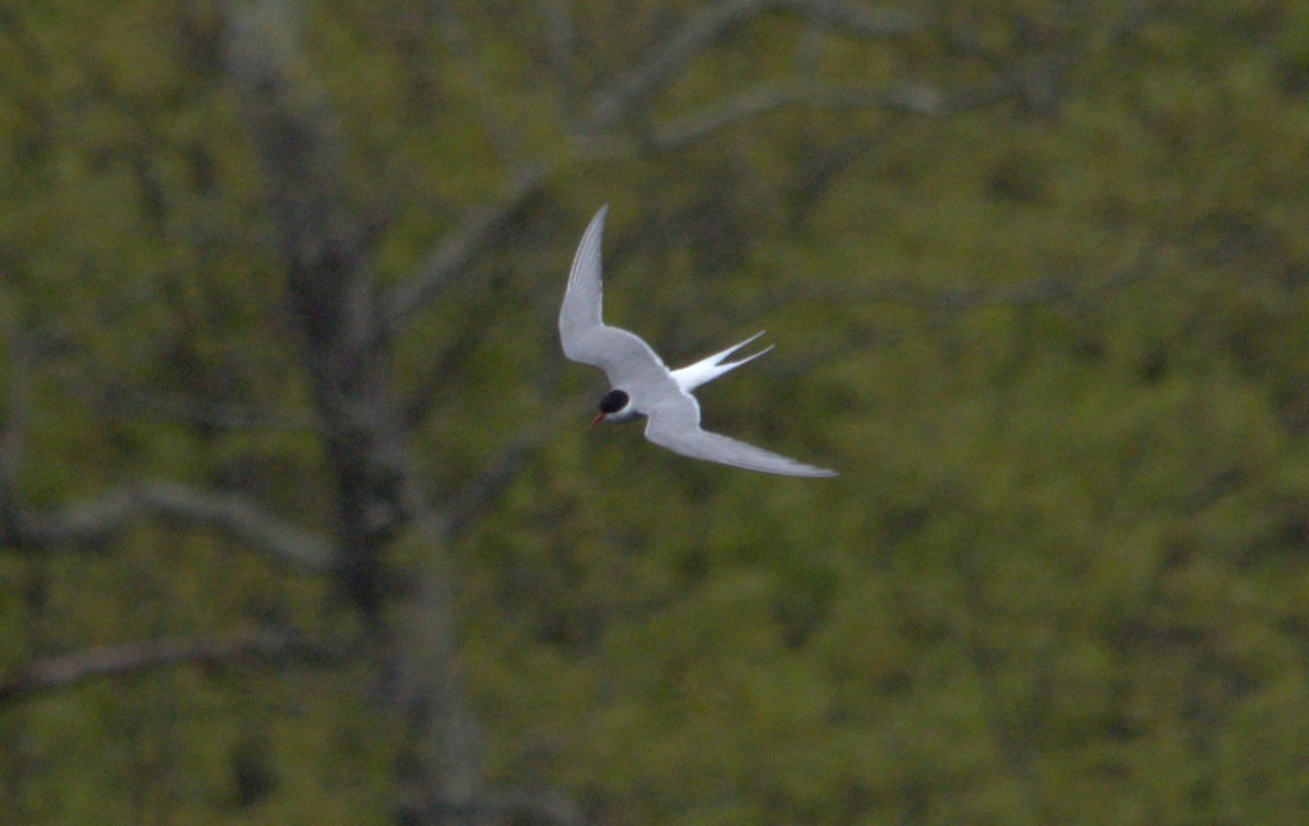 Arctic Tern - ML448211341