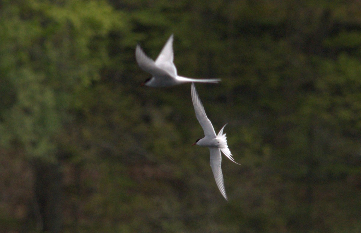 Arctic Tern - ML448211351